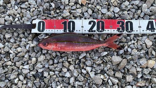 タカサゴの釣果