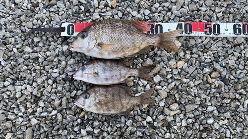 メイチダイの釣果