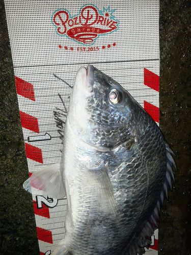 クロダイの釣果