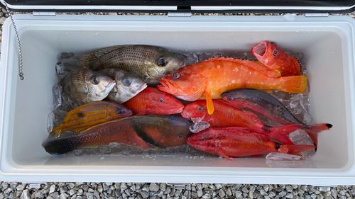 アカハタの釣果