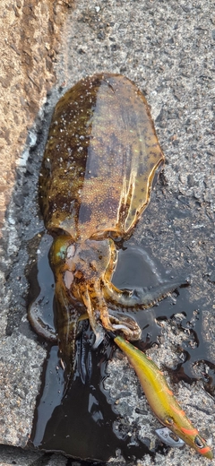 アオリイカの釣果