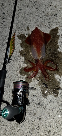 ヤリイカの釣果