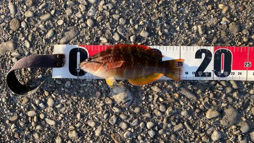 アカササノハベラの釣果