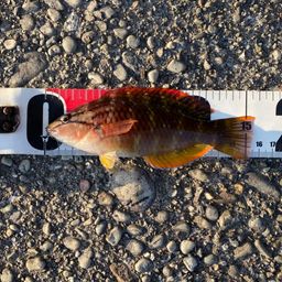 アカササノハベラ