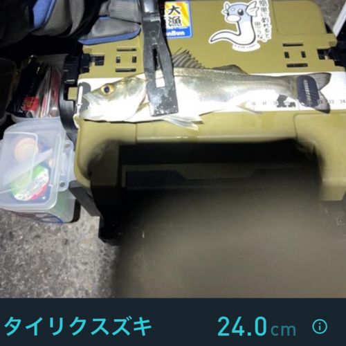 セイゴ（タイリクスズキ）の釣果