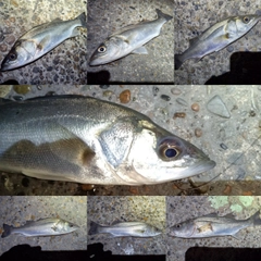 セイゴ（マルスズキ）の釣果