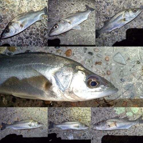 セイゴ（マルスズキ）の釣果