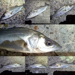 セイゴ（マルスズキ）