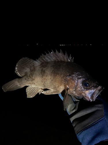 船越湾（岩手）