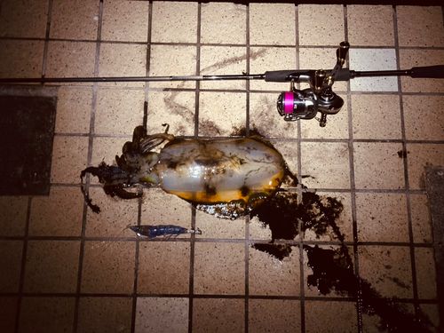 アオリイカの釣果
