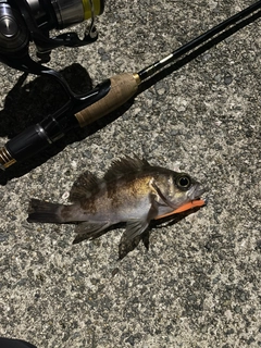 シロメバルの釣果