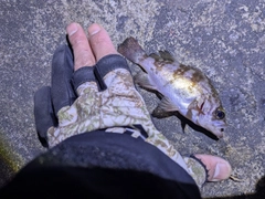 アカメバルの釣果