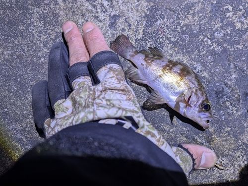 アカメバルの釣果