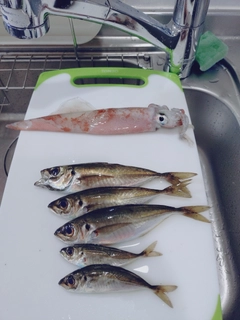 アジの釣果