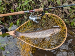 アメマスの釣果