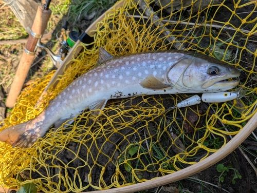 アメマスの釣果