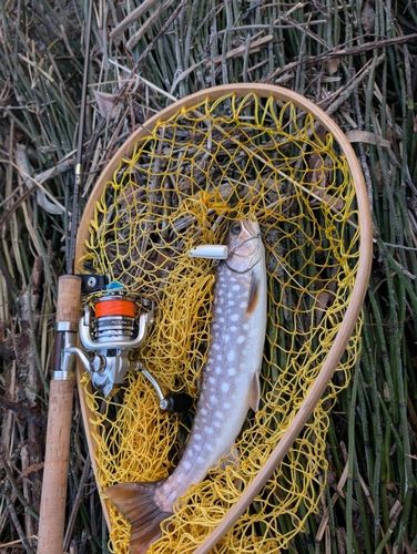 アメマスの釣果