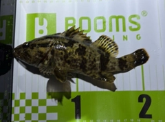 タケノコメバルの釣果