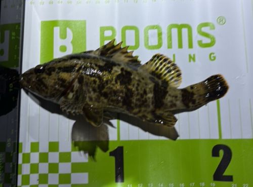 タケノコメバルの釣果