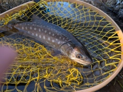 アメマスの釣果