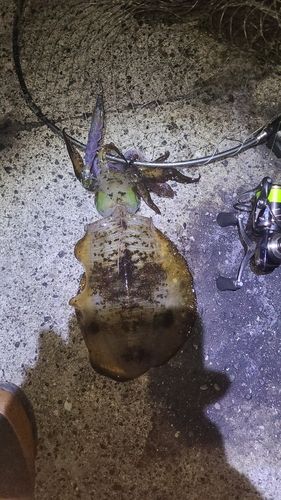 アオリイカの釣果