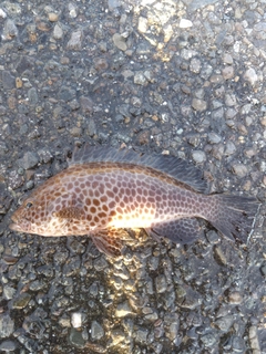 オオモンハタの釣果