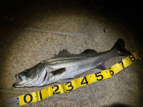 シーバスの釣果