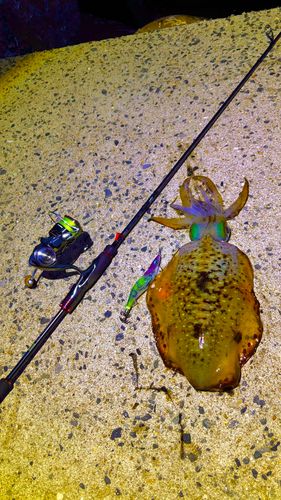 アオリイカの釣果