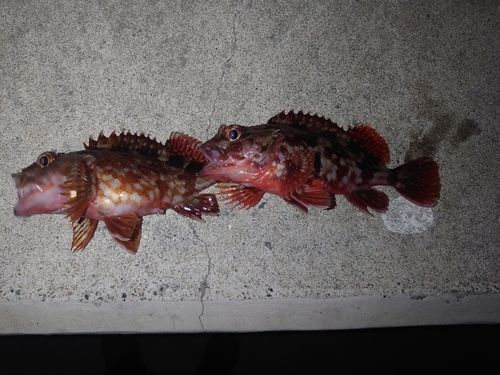 金沢水際線緑地（福浦岸壁）