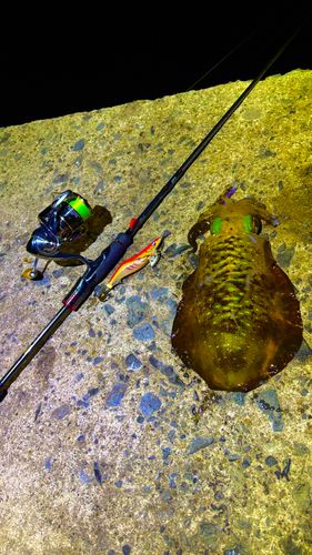 アオリイカの釣果