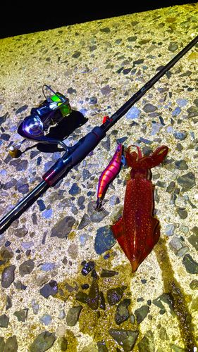 ケンサキイカの釣果