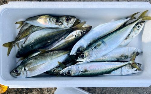 アジの釣果