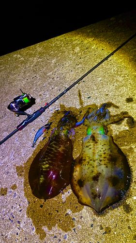 アオリイカの釣果