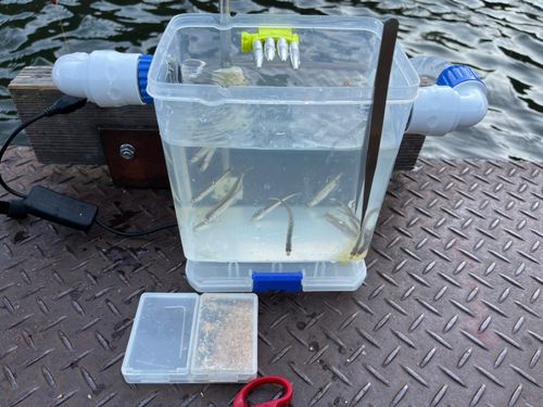 ワカサギの釣果