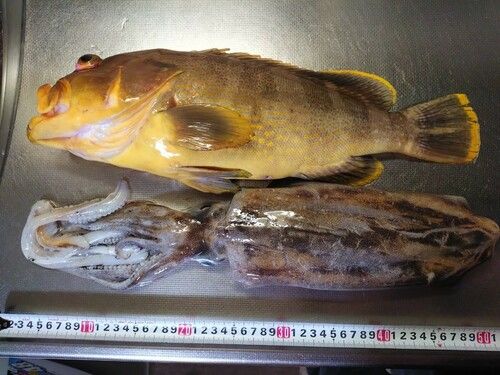 アオハタの釣果