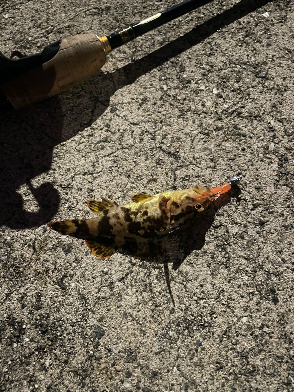 タケノコメバル