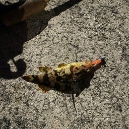 タケノコメバル