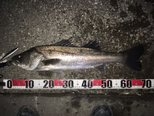 シーバスの釣果