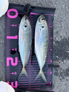 マアジの釣果