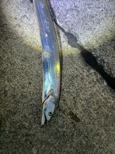 タチウオの釣果