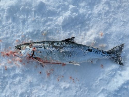 サクラマスの釣果