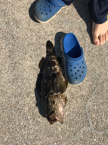 タケノコメバルの釣果