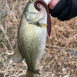 ラージマウスバス