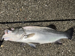 ヒラスズキの釣果