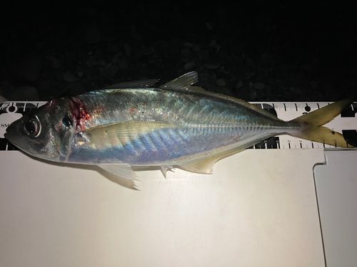 マアジの釣果