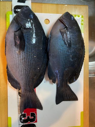 新地町海釣り公園