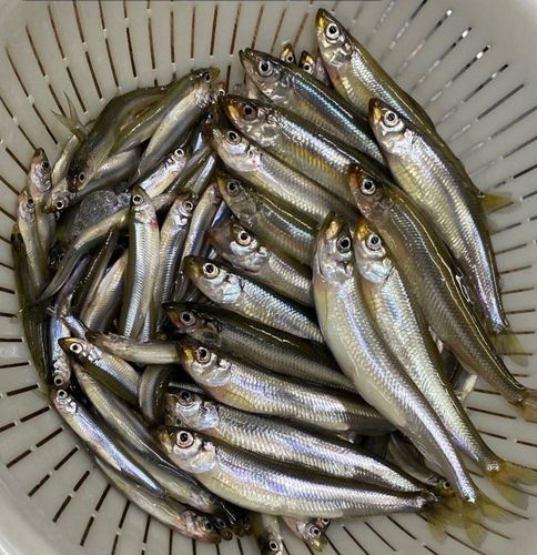 ワカサギの釣果