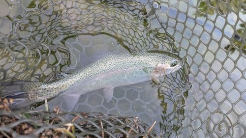 ニジマスの釣果