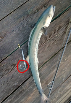 サワラの釣果