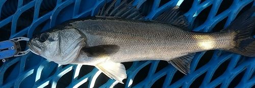 東京湾（アクアライン以北）